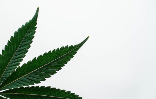 organic marijuana cultivation zygote