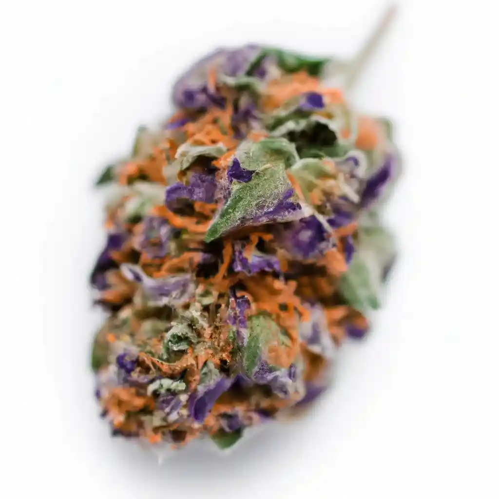 blackberry moon rocks feminized marijuana seeds